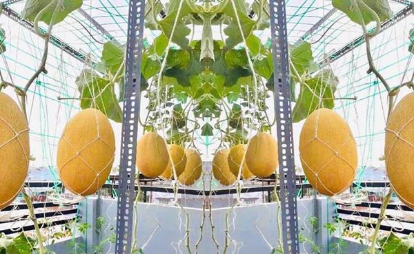 Bí quyết trồng dưa lưới trên sân thượng, hái mỏi tay không hết của bà mẹ ở Sài Gòn-1