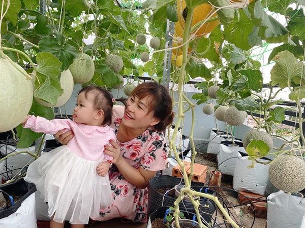 Bí quyết trồng dưa lưới trên sân thượng, hái mỏi tay không hết của bà mẹ ở Sài Gòn-3