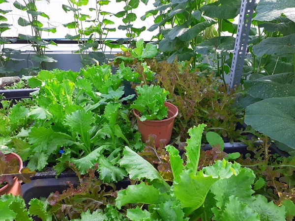 Bí quyết trồng dưa lưới trên sân thượng, hái mỏi tay không hết của bà mẹ ở Sài Gòn-8