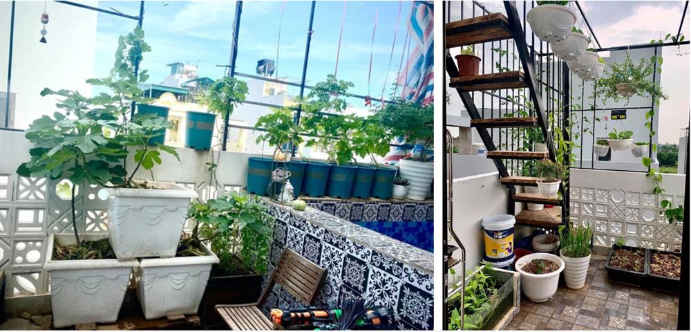 Đầu tư 5 triệu nhưng mẹ Hà Nội thu về cả khu vườn trên mây: Rau củ ăn quanh năm không hết, lại có cả bể bơi cực xịn-4