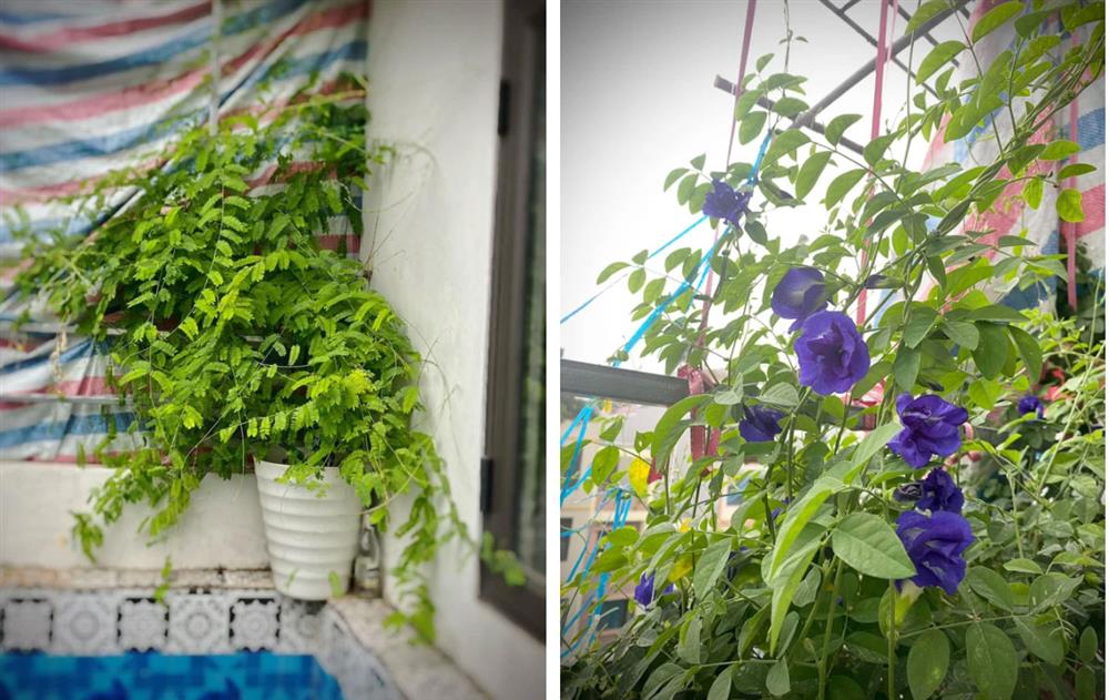 Đầu tư 5 triệu nhưng mẹ Hà Nội thu về cả khu vườn trên mây: Rau củ ăn quanh năm không hết, lại có cả bể bơi cực xịn-10