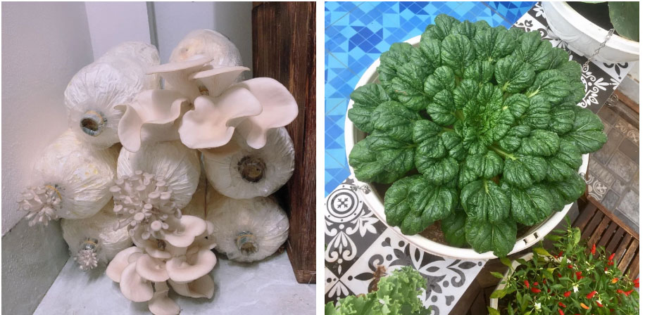 Đầu tư 5 triệu nhưng mẹ Hà Nội thu về cả khu vườn trên mây: Rau củ ăn quanh năm không hết, lại có cả bể bơi cực xịn-12