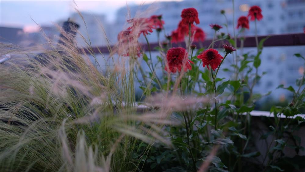 Cách tạo vườn cây trên ban công – không gian thiên nhiên tươi đẹp kết nối giữa bên trong và bên ngoài nhà ở-7