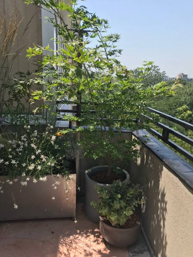 Cách tạo vườn cây trên ban công – không gian thiên nhiên tươi đẹp kết nối giữa bên trong và bên ngoài nhà ở-11