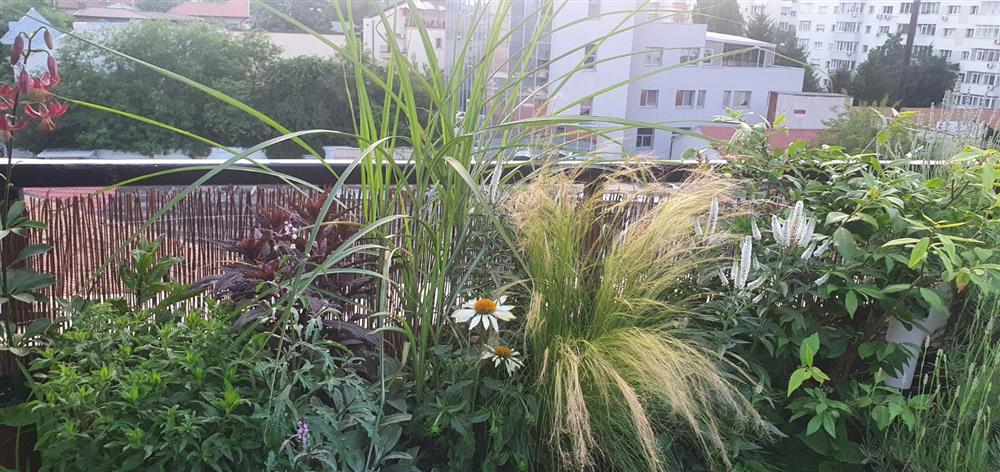 Cách tạo vườn cây trên ban công – không gian thiên nhiên tươi đẹp kết nối giữa bên trong và bên ngoài nhà ở-9