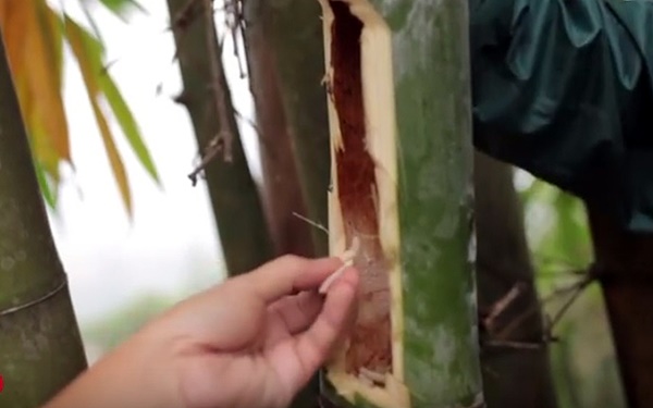 Đặc sản ở Việt Nam nhìn ghê rợn nhưng giá nửa triệu/kg, dân nhậu có tiền cũng khó mua được-1