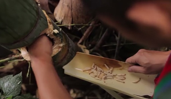 Đặc sản ở Việt Nam nhìn ghê rợn nhưng giá nửa triệu/kg, dân nhậu có tiền cũng khó mua được-2