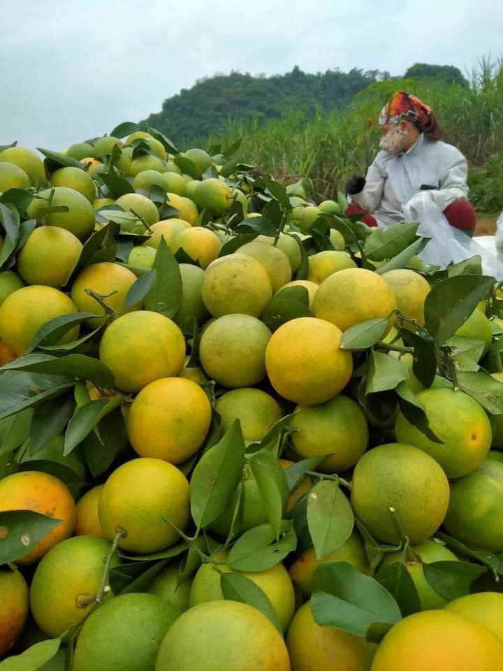 Chị em tranh thủ mua gom cam Vinh, giá rẻ chỉ 11 nghìn/kg mỏng vỏ, mọng nước, ít hạt bán tấp nập trên thị trường-1