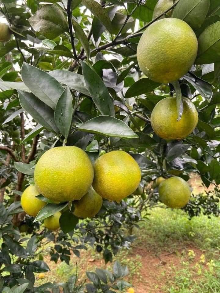 Chị em tranh thủ mua gom cam Vinh, giá rẻ chỉ 11 nghìn/kg mỏng vỏ, mọng nước, ít hạt bán tấp nập trên thị trường-2