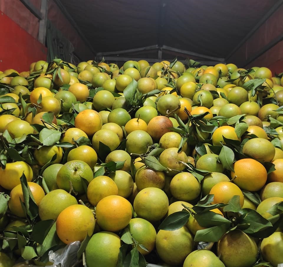 Chị em tranh thủ mua gom cam Vinh, giá rẻ chỉ 11 nghìn/kg mỏng vỏ, mọng nước, ít hạt bán tấp nập trên thị trường-7