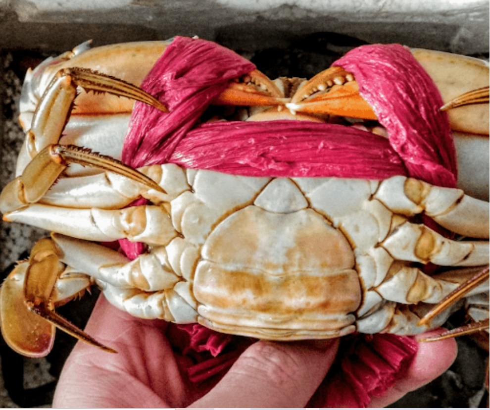 Bí quyết chọn cua, ghẹ 10 con chắc thịt cả 10-2