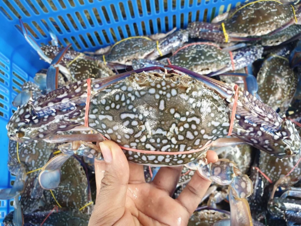 Bí quyết chọn cua, ghẹ 10 con chắc thịt cả 10-3