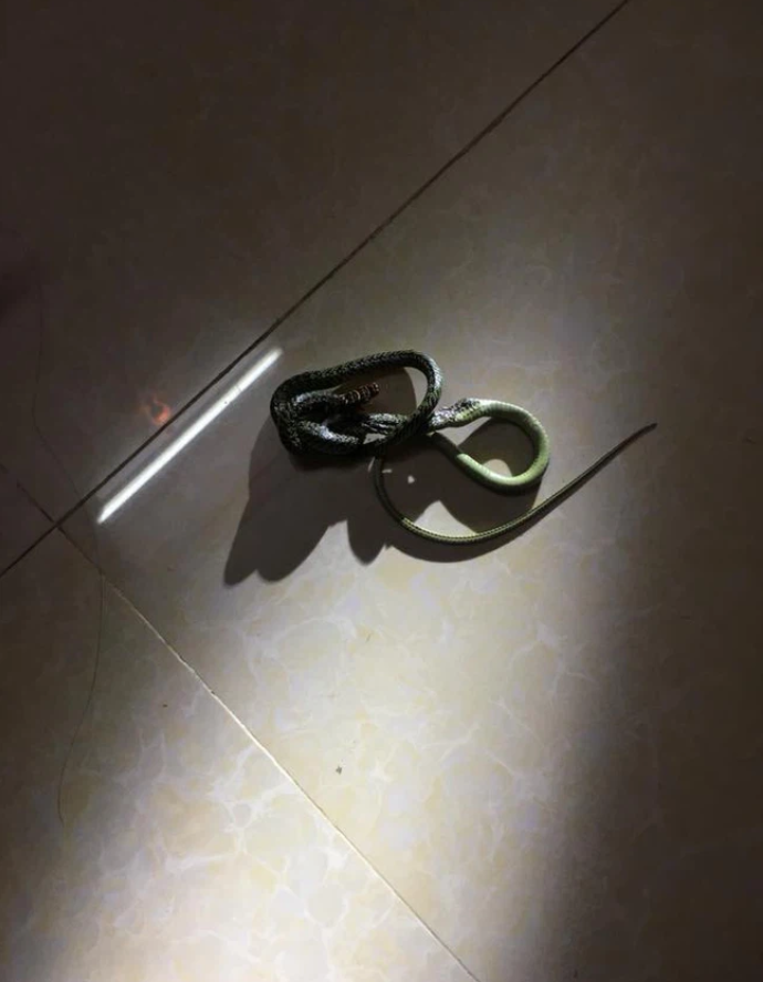 Phát hiện ‘khách không mời’ trước cửa, cô gái vừa khóc vừa có hành động bất ngờ-3