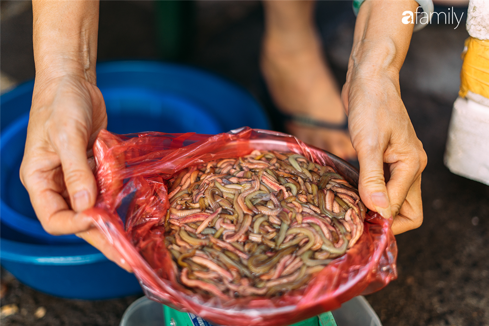 Giá rươi tươi tăng hơn nhiều so với năm ngoái, hơn 600 ngàn/kg do khan hiếm-8