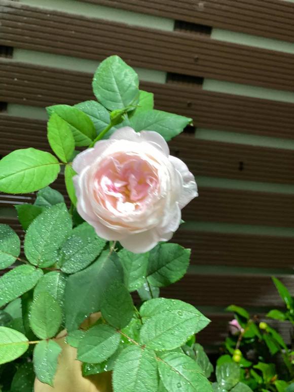 Hé lộ không gian sống tràn ngập hoa tươi của Hoa khôi bóng chuyền Kim Huệ-15