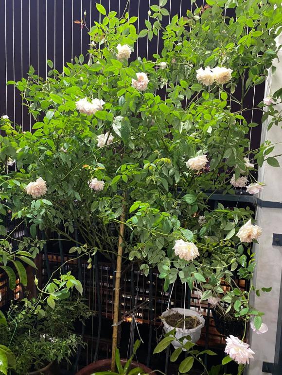 Hé lộ không gian sống tràn ngập hoa tươi của Hoa khôi bóng chuyền Kim Huệ-18