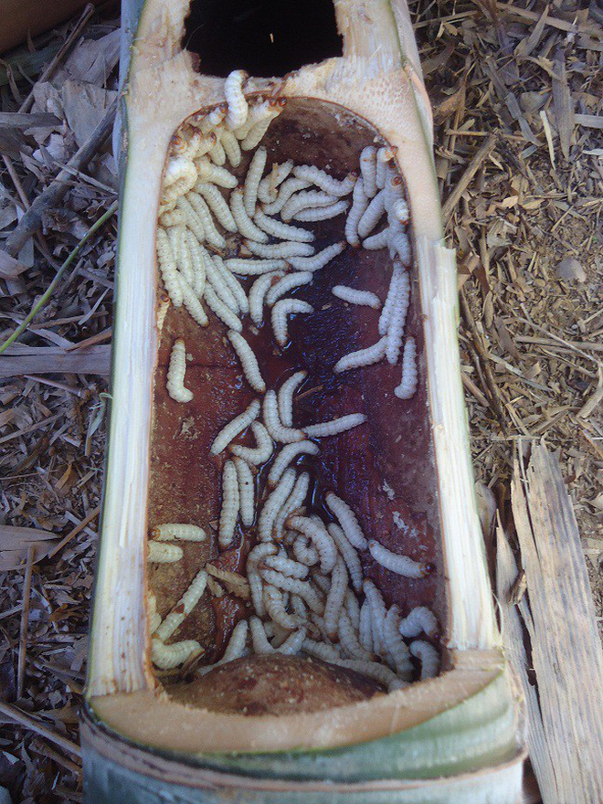 Ba đặc sản Việt nhìn ghê rợn, bò lổm ngổm... giá nửa triệu/kg-4