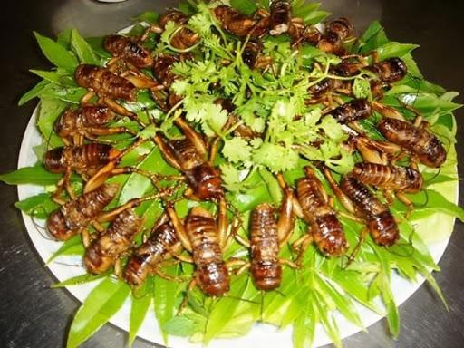 Ba đặc sản Việt nhìn ghê rợn, bò lổm ngổm... giá nửa triệu/kg-6
