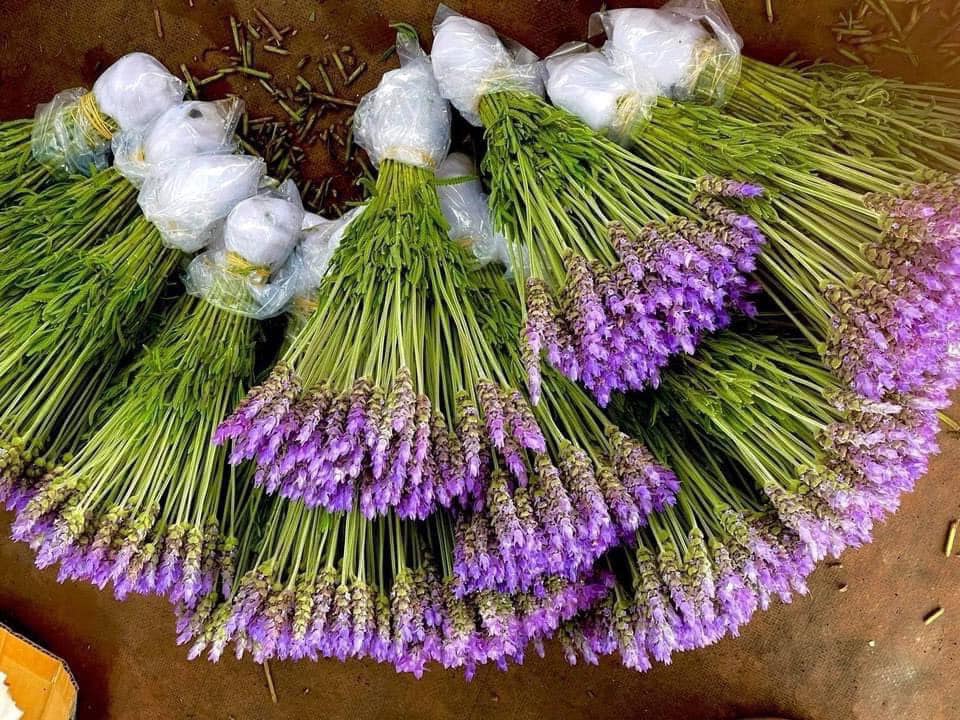Lavender Đà Lạt đi đường hàng không về khiến chị em Hà Thành mê như điếu đổ-1