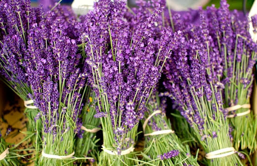 Lavender Đà Lạt đi đường hàng không về khiến chị em Hà Thành mê như điếu đổ-2