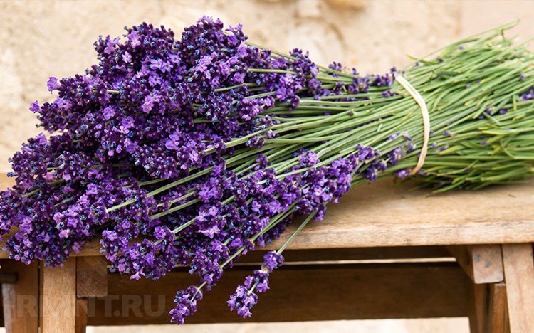 Lavender Đà Lạt đi đường hàng không về khiến chị em Hà Thành mê như điếu đổ-3