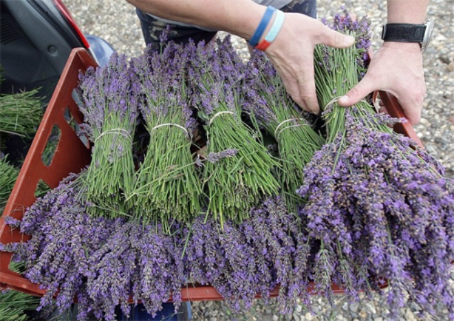 Lavender Đà Lạt đi đường hàng không về khiến chị em Hà Thành mê như điếu đổ-4