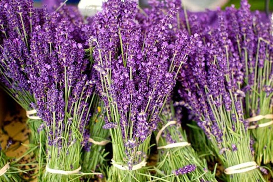 Lavender Đà Lạt đi đường hàng không về khiến chị em Hà Thành 