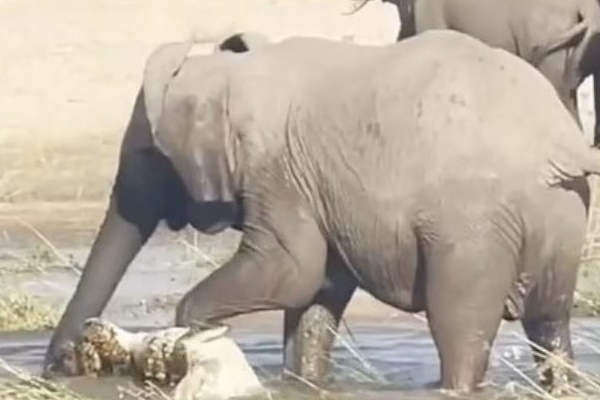 Clip: Lên bờ cướp mồi, cá sấu bị 5 sư tử quây đánh hội đồng và cái kết-1