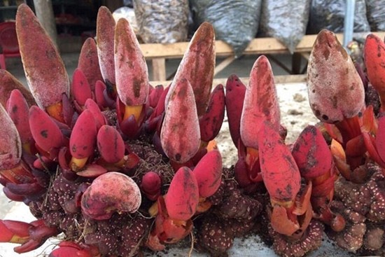 Nấm ngọc cẩu: 