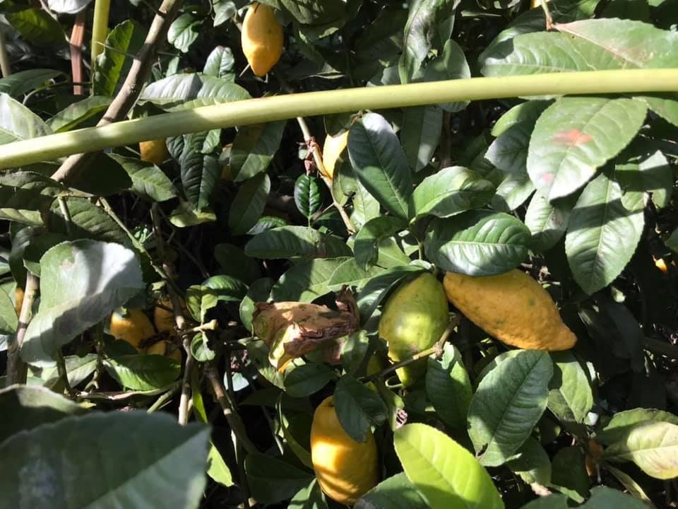 Loại chanh rừng dài cả gang tay, giá đắt đỏ khách ráo riết lùng mua-1