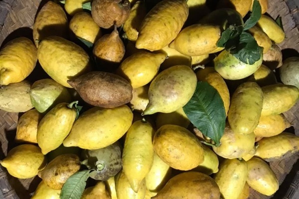 Loại chanh rừng dài cả gang tay, giá đắt đỏ khách ráo riết lùng mua-2