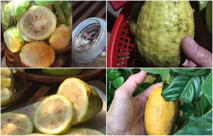 Loại chanh rừng dài cả gang tay, giá đắt đỏ khách ráo riết lùng mua-3