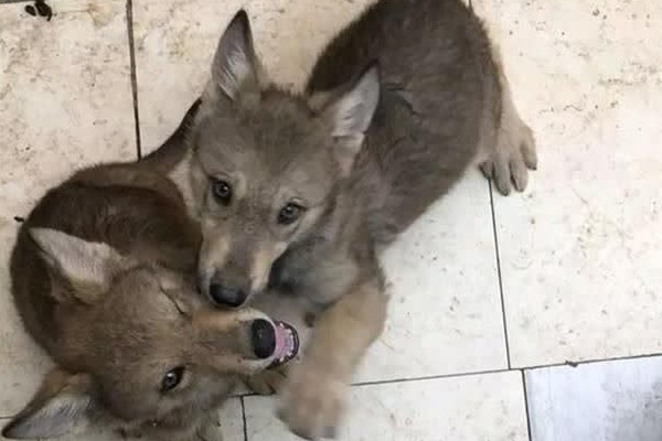 Bố báo cảnh sát vì phát hiện con trai hì hục trong phòng với những viên thuốc màu, lực lượng chức năng ập đến mới chưng hửng trước hiện trường-3