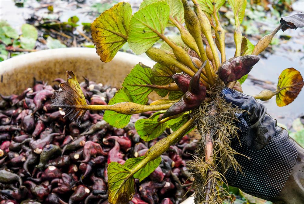 Loại củ gai góc nhắc lại tuổi thơ dữ dội của nhiều người đang gây bão chợ mạng, tiểu thương chốt đơn mỏi tay từ sáng tới đêm-1