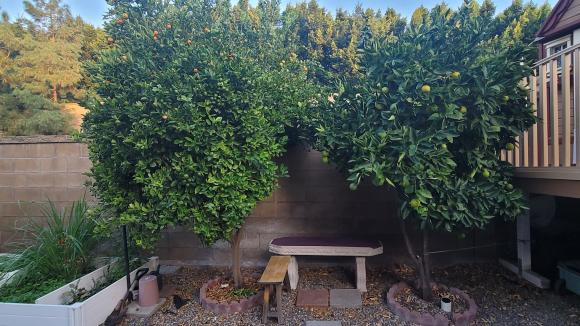 Khu vườn rộng gần 500 m2 của vợ chồng ca sĩ Thu Phương ở Mỹ-3