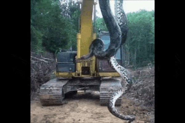 Clip: Công nhân dùng máy xúc bắt trăn anaconda khổng lồ