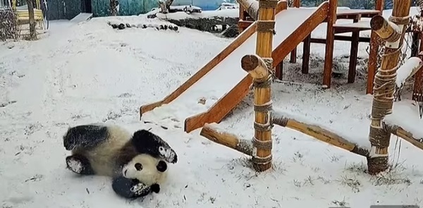 Cặp gấu trúc sinh đôi nghịch ngợm chơi trò cầu trượt sau cơn bão tuyết-1