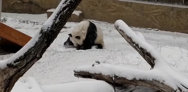Cặp gấu trúc sinh đôi nghịch ngợm chơi trò cầu trượt sau cơn bão tuyết-2