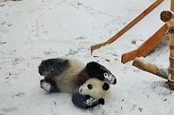 Cặp gấu trúc sinh đôi nghịch ngợm chơi trò cầu trượt sau cơn bão tuyết