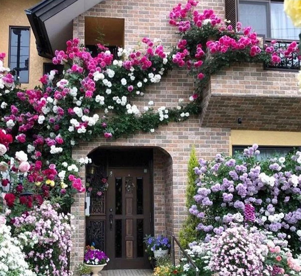 Ngắm vườn hồng tự nhiên nhà người ta đẹp đến mức muốn nghẹt thở-1