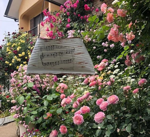 Ngắm vườn hồng tự nhiên nhà người ta đẹp đến mức muốn nghẹt thở-2