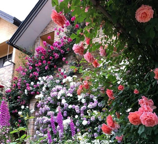 Ngắm vườn hồng tự nhiên nhà người ta đẹp đến mức muốn nghẹt thở-4