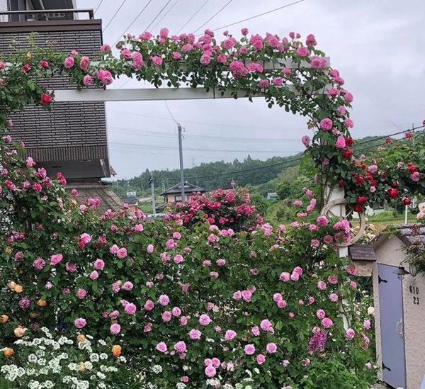 Ngắm vườn hồng tự nhiên nhà người ta đẹp đến mức muốn nghẹt thở-5