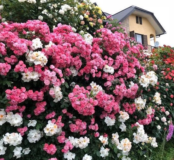 Ngắm vườn hồng tự nhiên nhà người ta đẹp đến mức muốn nghẹt thở-6