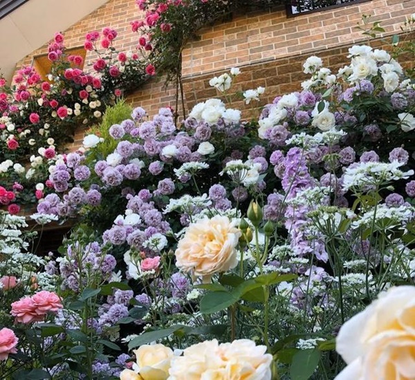 Ngắm vườn hồng tự nhiên nhà người ta đẹp đến mức muốn nghẹt thở-7