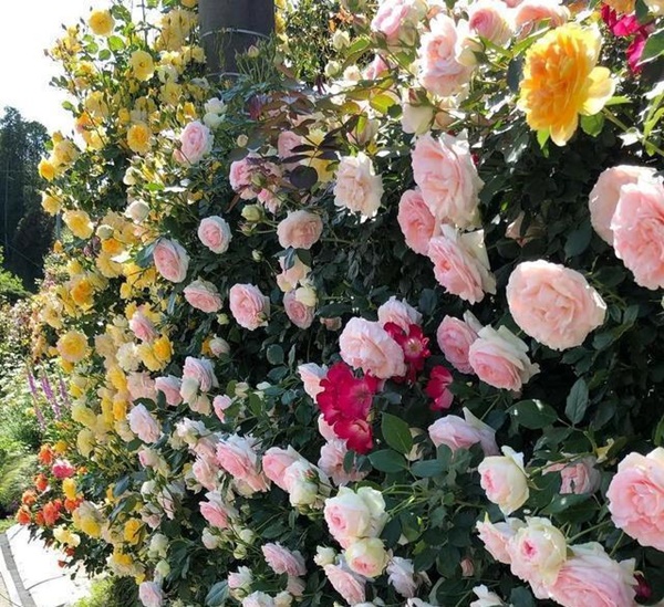 Ngắm vườn hồng tự nhiên nhà người ta đẹp đến mức muốn nghẹt thở-9