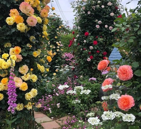 Ngắm vườn hồng tự nhiên nhà người ta đẹp đến mức muốn nghẹt thở-10