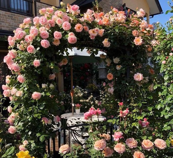 Ngắm vườn hồng tự nhiên nhà người ta đẹp đến mức muốn nghẹt thở-11