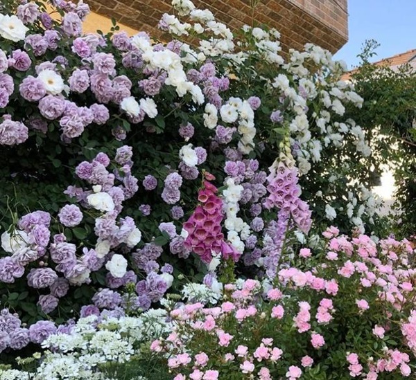 Ngắm vườn hồng tự nhiên nhà người ta đẹp đến mức muốn nghẹt thở-12