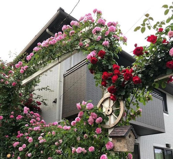 Ngắm vườn hồng tự nhiên nhà người ta đẹp đến mức muốn nghẹt thở-13